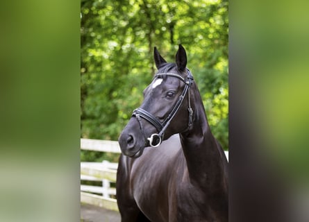 Hannover, Giumenta, 5 Anni, 166 cm, Morello