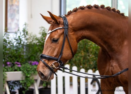 Hannover, Giumenta, 5 Anni, 166 cm, Sauro
