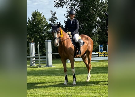 Hannover, Giumenta, 5 Anni, 166 cm, Sauro