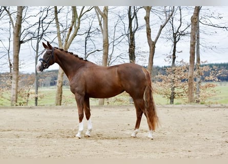 Hannover, Giumenta, 5 Anni, 166 cm, Sauro scuro