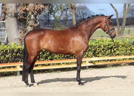 Hannover, Giumenta, 5 Anni, 167 cm, Baio