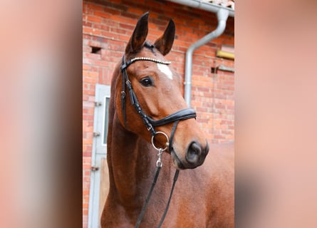 Hannover, Giumenta, 5 Anni, 167 cm, Baio