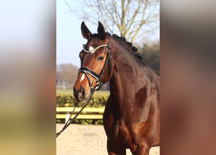 Hannover, Giumenta, 5 Anni, 168 cm, Baio