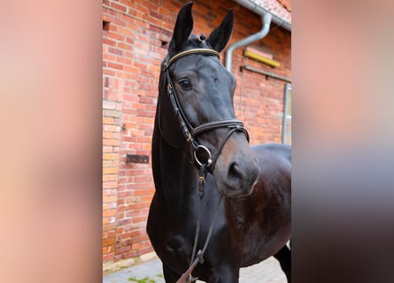 Hannover, Giumenta, 5 Anni, 168 cm, Baio scuro