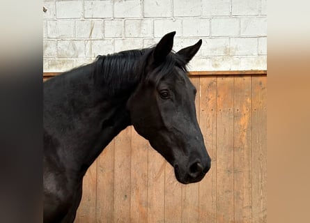 Hannover, Giumenta, 5 Anni, 168 cm, Morello