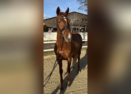 Hannover, Giumenta, 5 Anni, 168 cm, Sauro