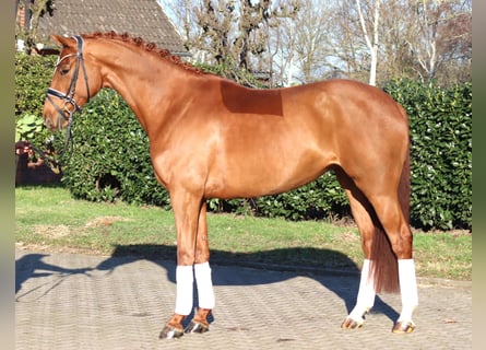 Hannover, Giumenta, 5 Anni, 168 cm, Sauro