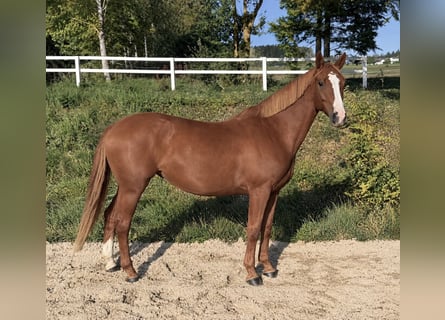 Hannover, Giumenta, 5 Anni, 168 cm, Sauro