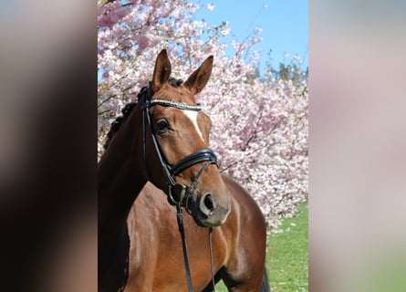 Hannover, Giumenta, 5 Anni, 168 cm, Sauro scuro