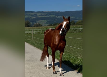 Hannover, Giumenta, 5 Anni, 169 cm, Sauro scuro