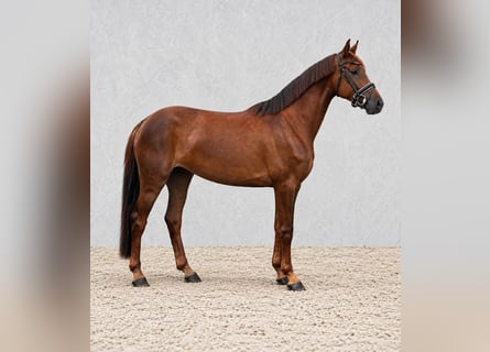 Hannover, Giumenta, 5 Anni, 169 cm, Sauro scuro