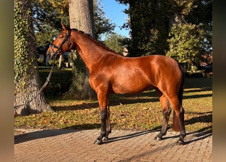 Hannover, Giumenta, 5 Anni, 170 cm, Baio