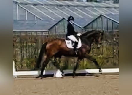 Hannover, Giumenta, 5 Anni, 170 cm, Baio