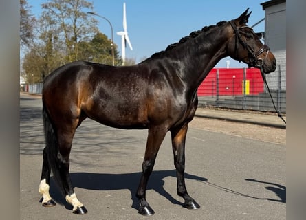 Hannover, Giumenta, 5 Anni, 170 cm, Baio scuro