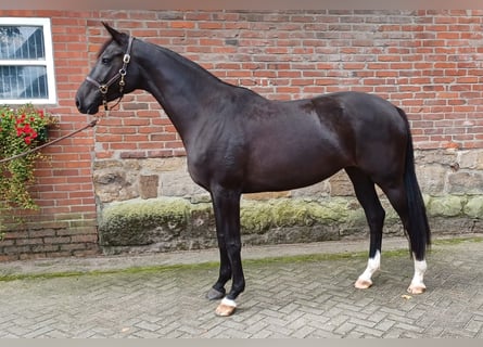 Hannover, Giumenta, 5 Anni, 170 cm, Morello