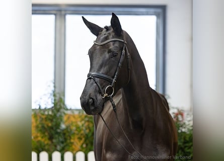 Hannover, Giumenta, 5 Anni, 170 cm, Morello