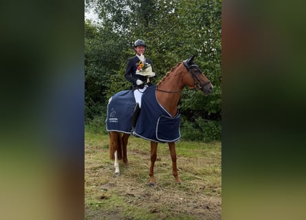 Hannover, Giumenta, 5 Anni, 170 cm, Sauro
