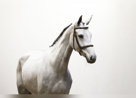 Hannover, Giumenta, 5 Anni, 172 cm, Grigio