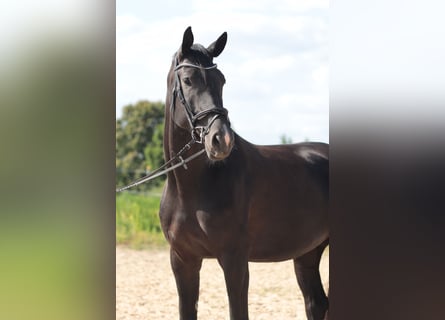 Hannover, Giumenta, 5 Anni, 172 cm, Morello