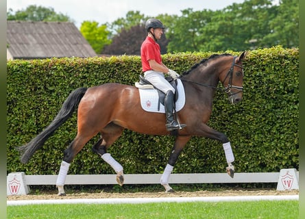 Hannover, Giumenta, 5 Anni, 173 cm, Baio scuro