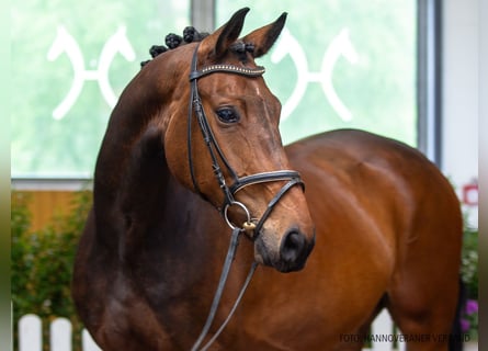 Hannover, Giumenta, 5 Anni, 173 cm, Baio scuro