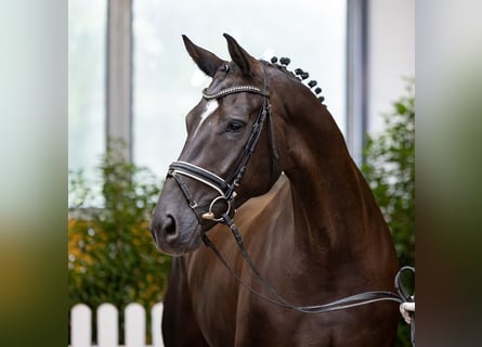 Hannover, Giumenta, 5 Anni, 174 cm, Morello