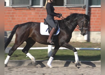 Hannover, Giumenta, 5 Anni, 175 cm, Baio scuro