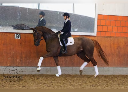 Hannover, Giumenta, 5 Anni, 178 cm, Sauro scuro