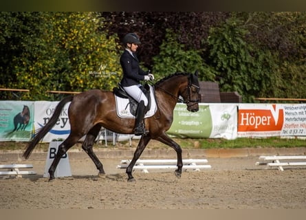 Hannover, Giumenta, 6 Anni, 160 cm, Baio scuro