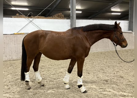 Hannover, Giumenta, 6 Anni, 163 cm, Baio