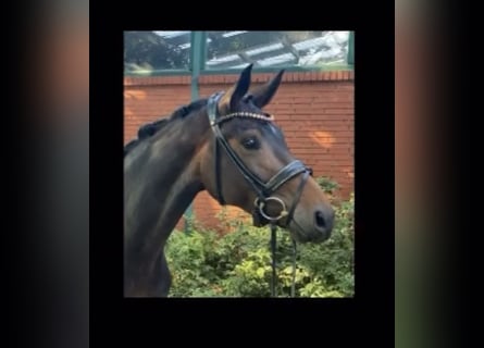 Hannover, Giumenta, 6 Anni, 164 cm, Baio scuro