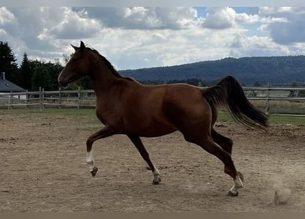 Hannover, Giumenta, 6 Anni, 164 cm, Sauro