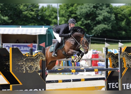 Hannover, Giumenta, 6 Anni, 165 cm, Baio scuro