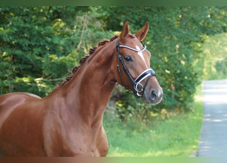 Hannover, Giumenta, 6 Anni, 165 cm, Sauro