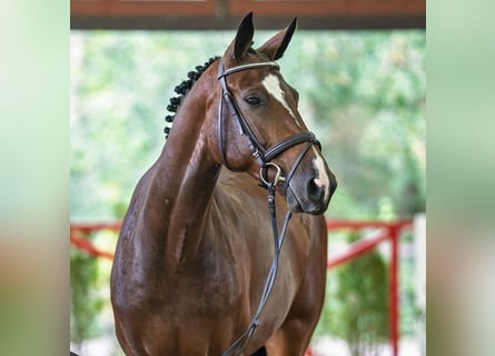 Hannover, Giumenta, 6 Anni, 166 cm, Baio