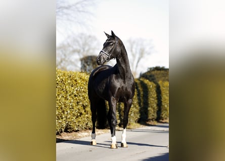 Hannover, Giumenta, 6 Anni, 166 cm, Morello