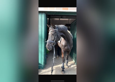 Hannover, Giumenta, 6 Anni, 166 cm, Morello