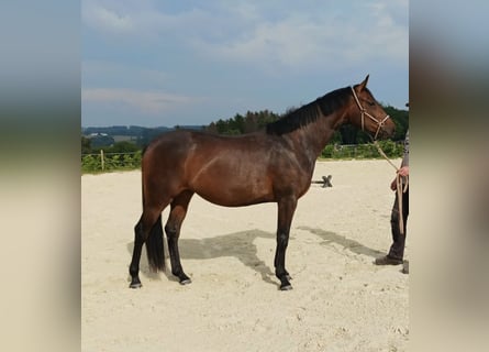 Hannover, Giumenta, 6 Anni, 167 cm, Baio