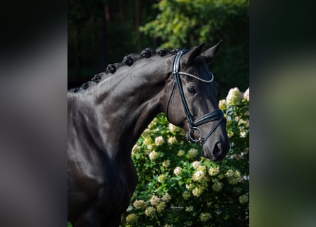 Hannover, Giumenta, 6 Anni, 167 cm, Baio nero