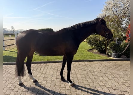 Hannover, Giumenta, 6 Anni, 167 cm, Baio scuro