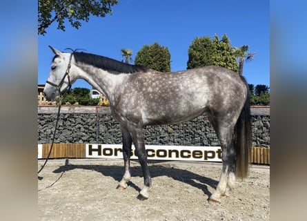 Hannover, Giumenta, 6 Anni, 167 cm, Grigio pezzato