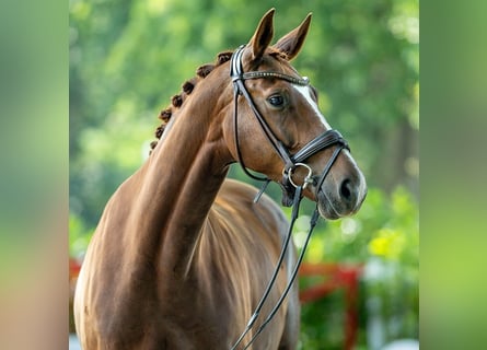 Hannover, Giumenta, 6 Anni, 167 cm, Sauro