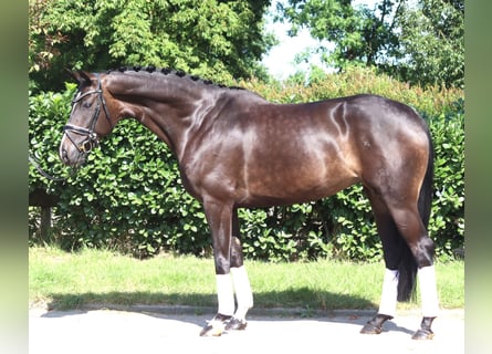 Hannover, Giumenta, 6 Anni, 168 cm, Baio scuro