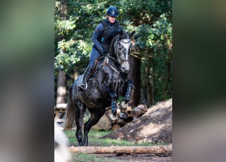 Hannover, Giumenta, 6 Anni, 168 cm, Grigio pezzato