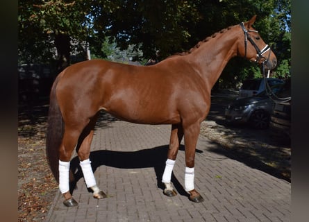 Hannover, Giumenta, 6 Anni, 168 cm, Sauro