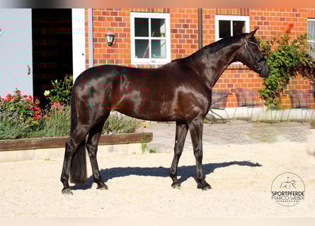 Hannover, Giumenta, 6 Anni, 169 cm, Morello