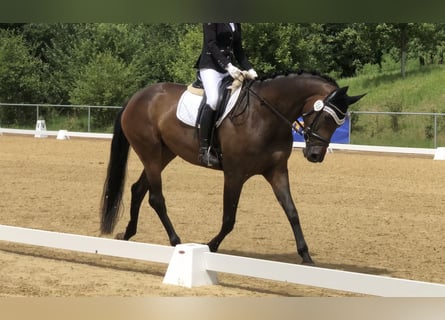 Hannover, Giumenta, 6 Anni, 170 cm, Baio