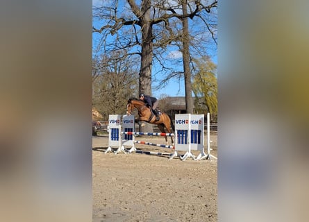 Hannover, Giumenta, 6 Anni, 170 cm, Baio