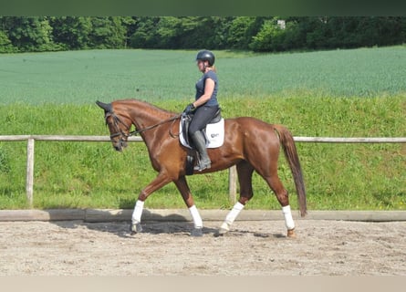 Hannover, Giumenta, 6 Anni, 172 cm, Sauro