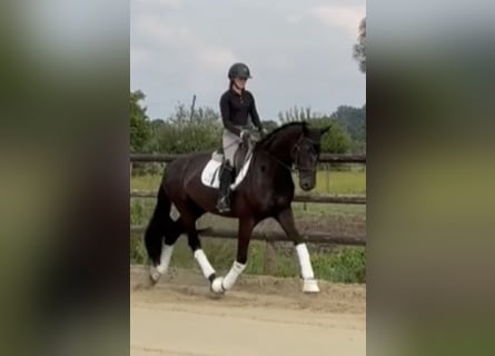 Hannover, Giumenta, 6 Anni, 174 cm, Morello